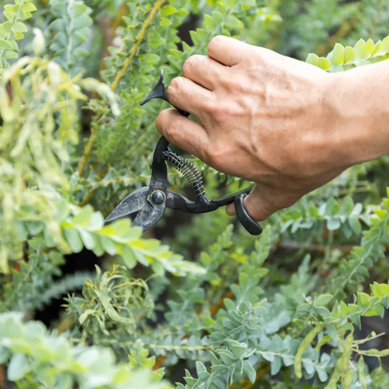 Tajika Garden Scissors
