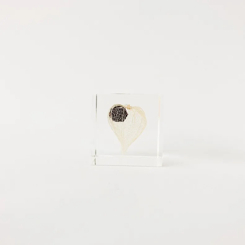 Sola Cubes - Seeds & Plants